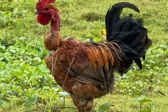 EWB-6-rooster-2