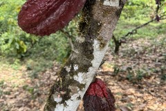 EWB-Cacao-tree-fruit.2-copy