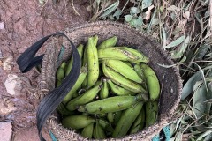 EWB-Village-plantaines